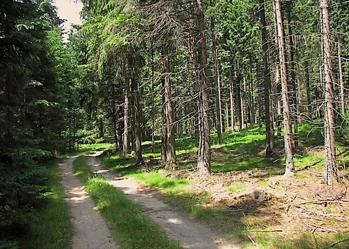 In Near Weinsberg Forest